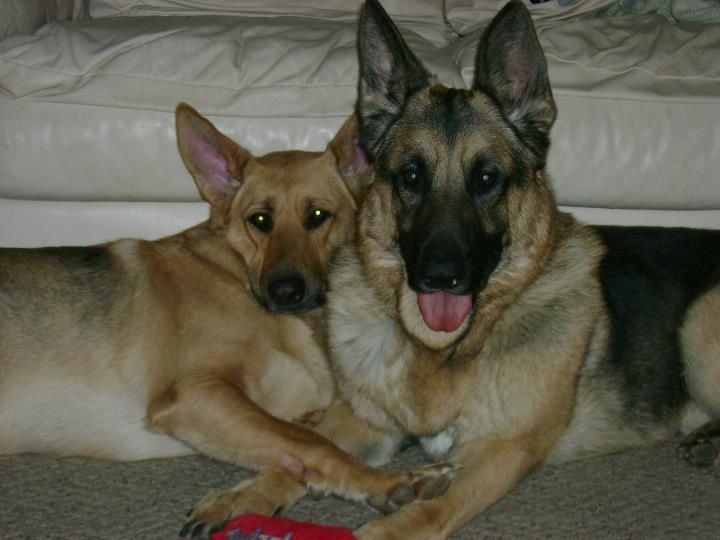 Sable & Chubbs