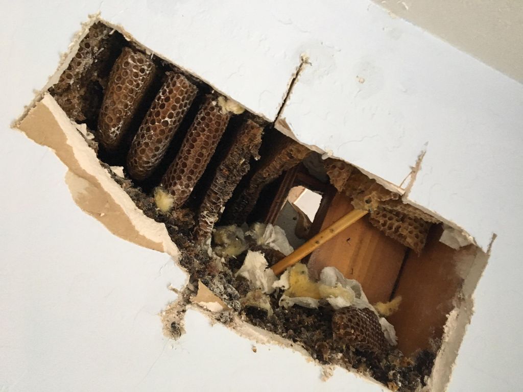 More honeycombs on the inside wall. We cleaned the