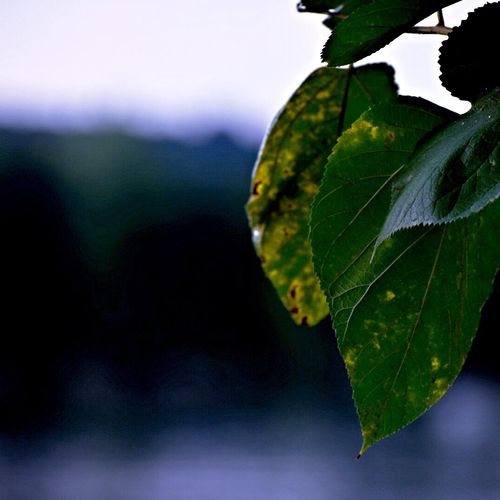 Leaf over the river