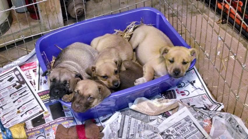 These are Sasha's four puppies, all females!  A lo