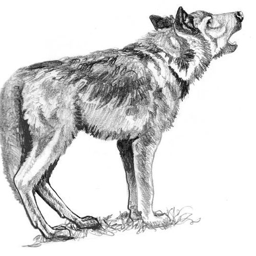 Wolf-Low Range Illsutration