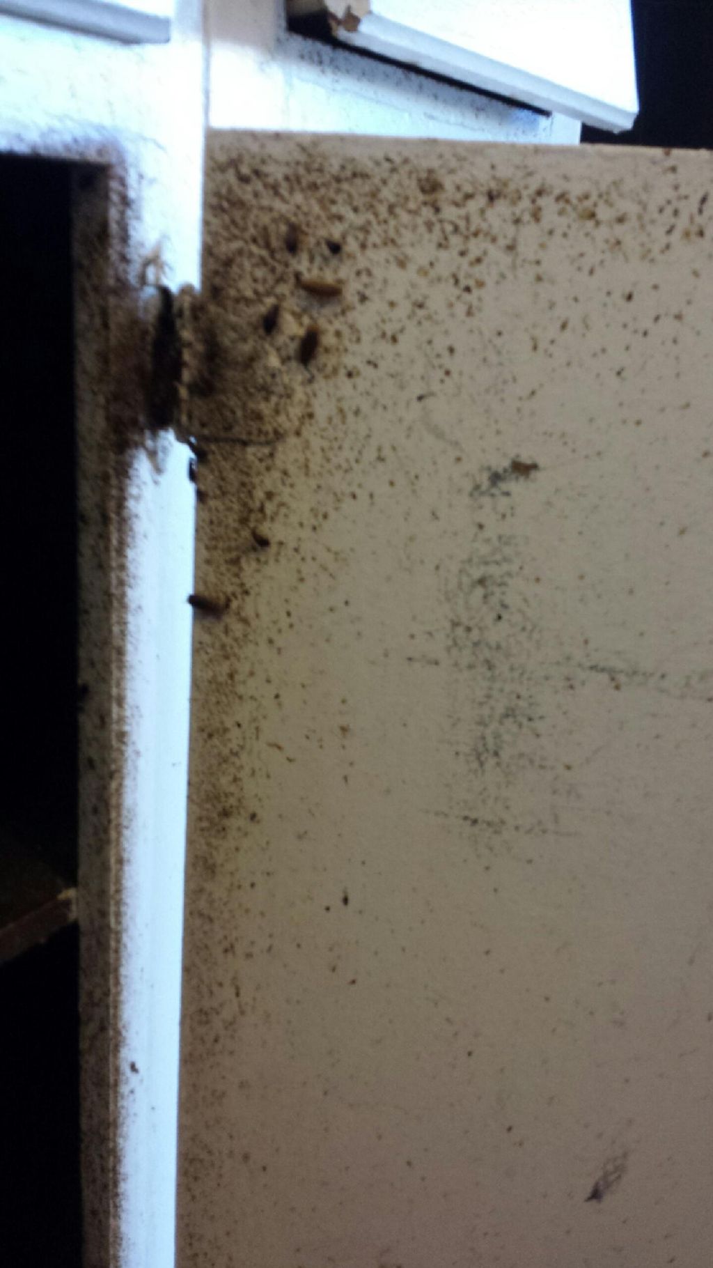 Bed bugs like to hide in all of the furniture incl