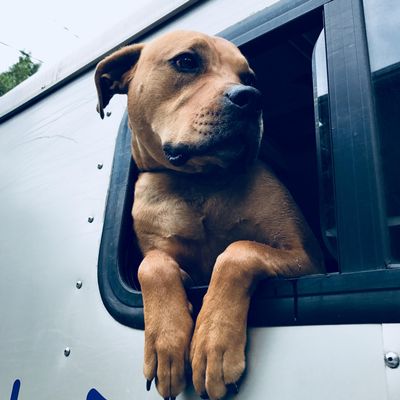 Avatar for Little Dove Pet Wash (mobile)