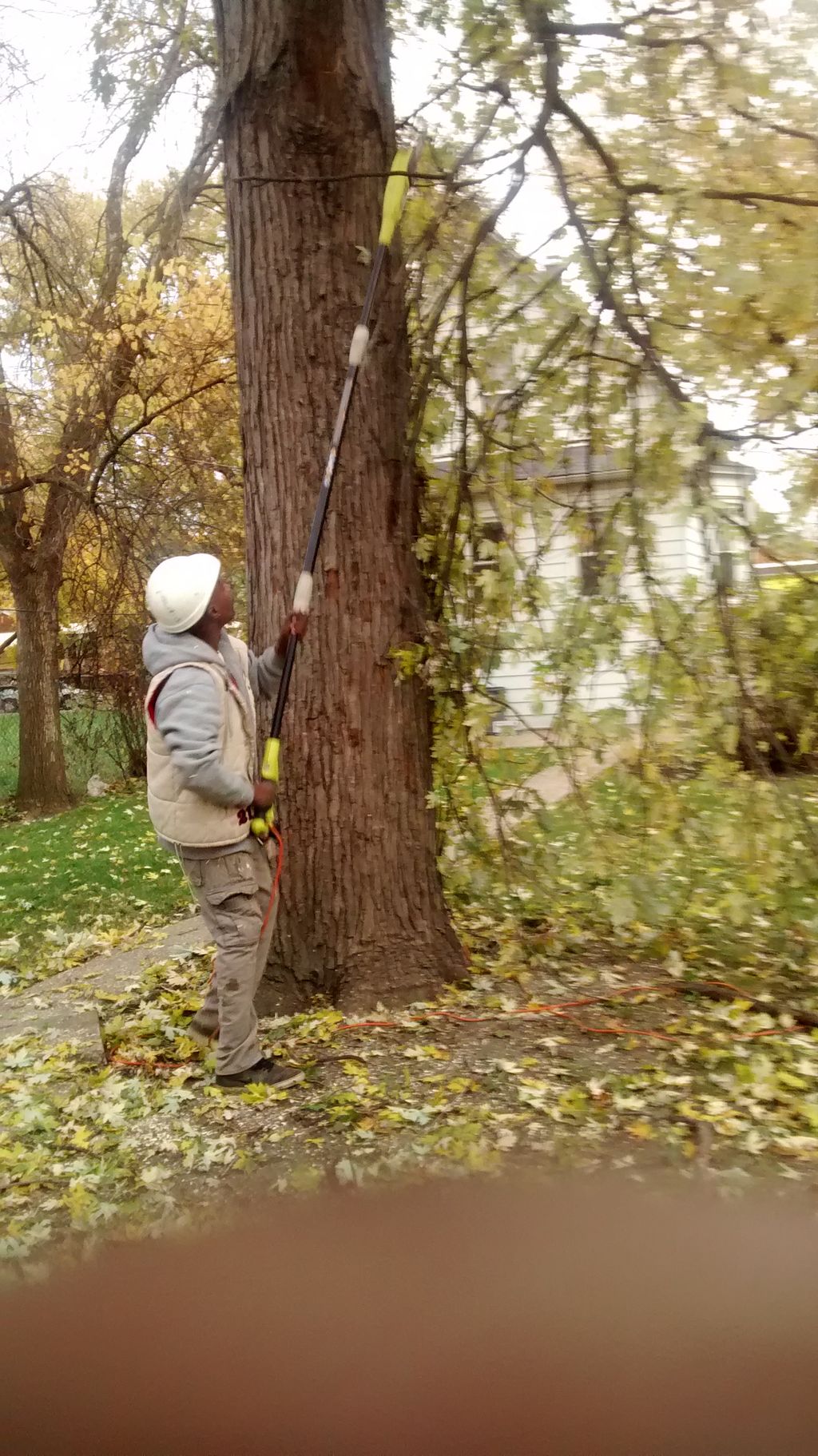 Tree Trimming - When trees are damaging your house