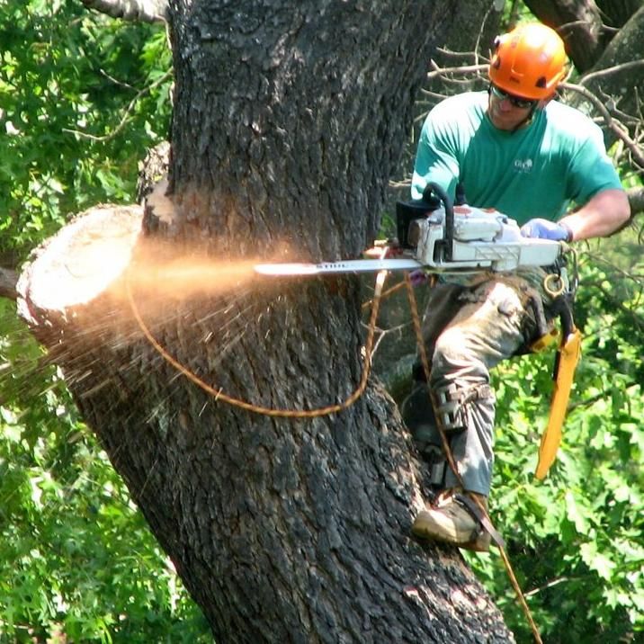 Professional Lawn & Tree Service