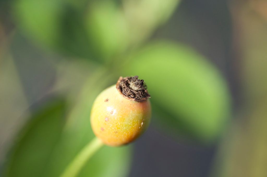 Macro Sample "The Start of Something Big"
