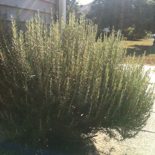 Rosemary....kissed by the sun! great for sinuses a