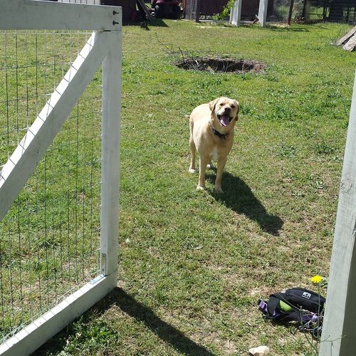 Bailey practicing "wait" at an open gate. -Garner,