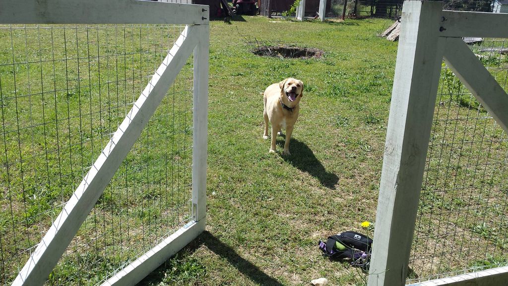Bailey practicing "wait" at an open gate. -Garner,