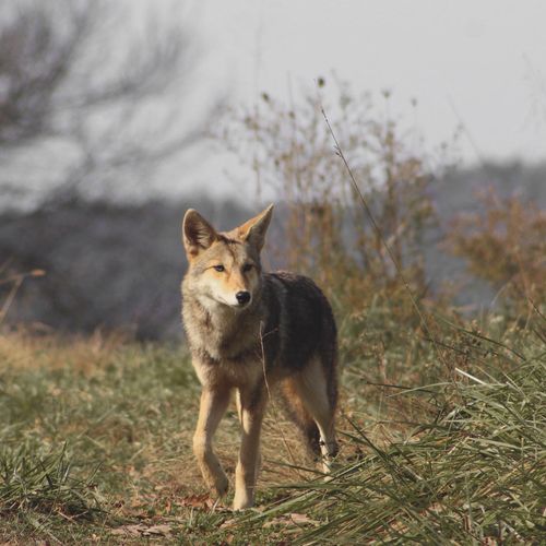 the lone coyote 