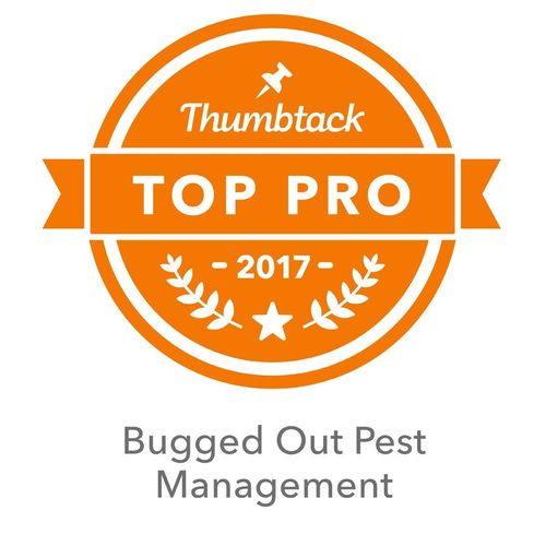 Bugged Out Pest Thumbtack Top Pro in 2017 