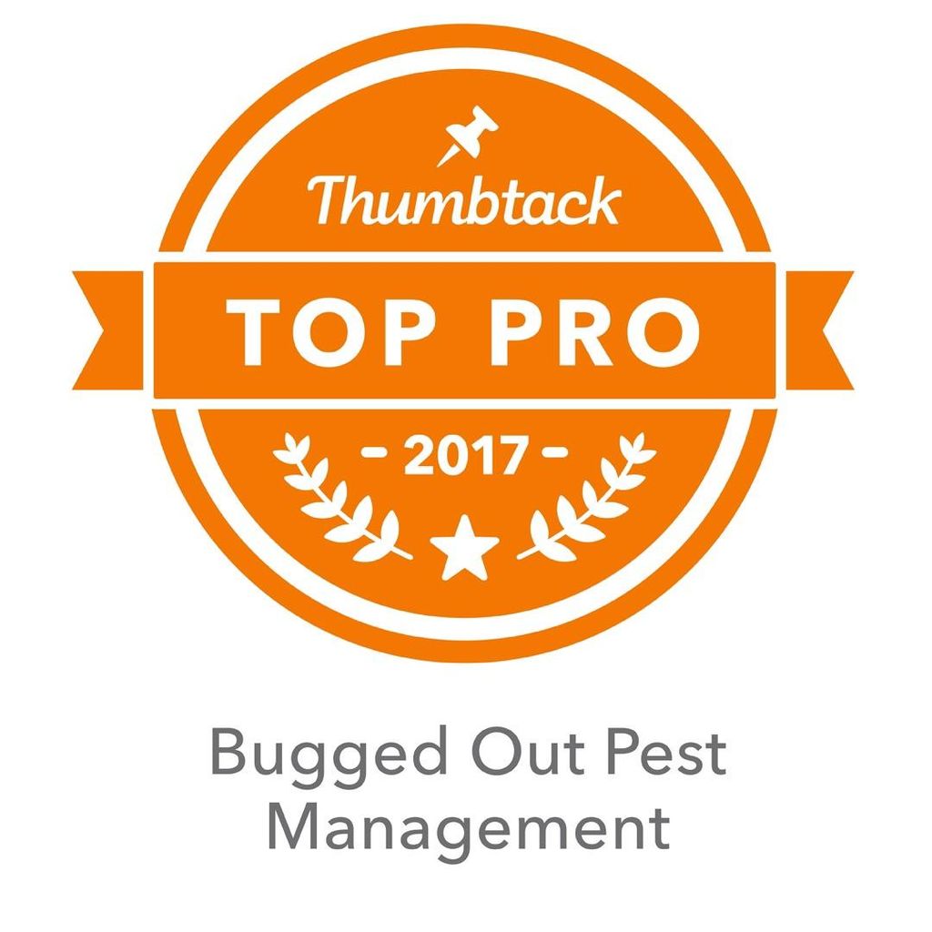 Bugged Out Pest Thumbtack Top Pro in 2017 