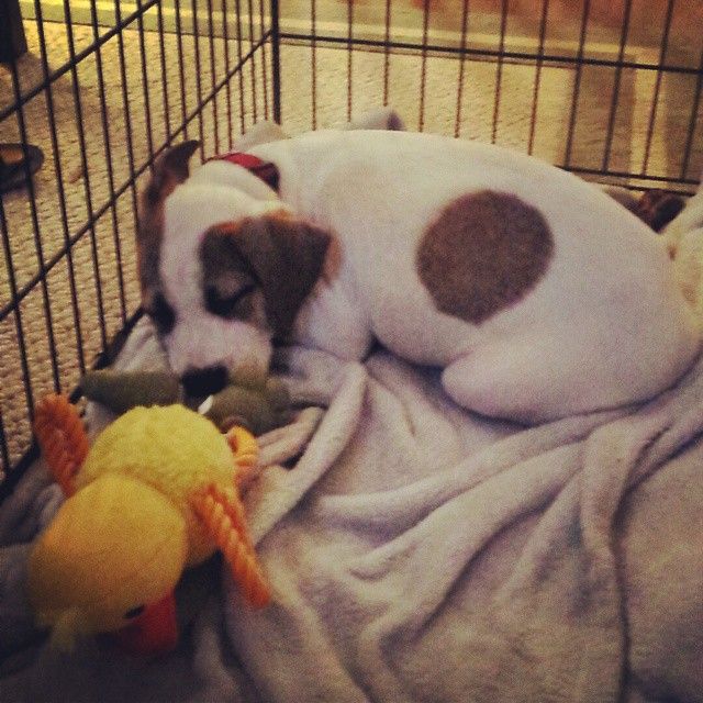 My baby when we first got him! Only 3 months old!!
