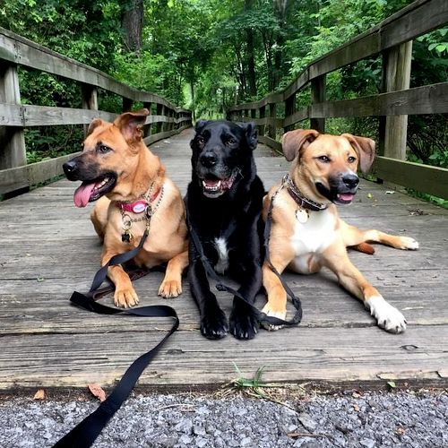 Aspen, Jack, and Skittles out for a walk