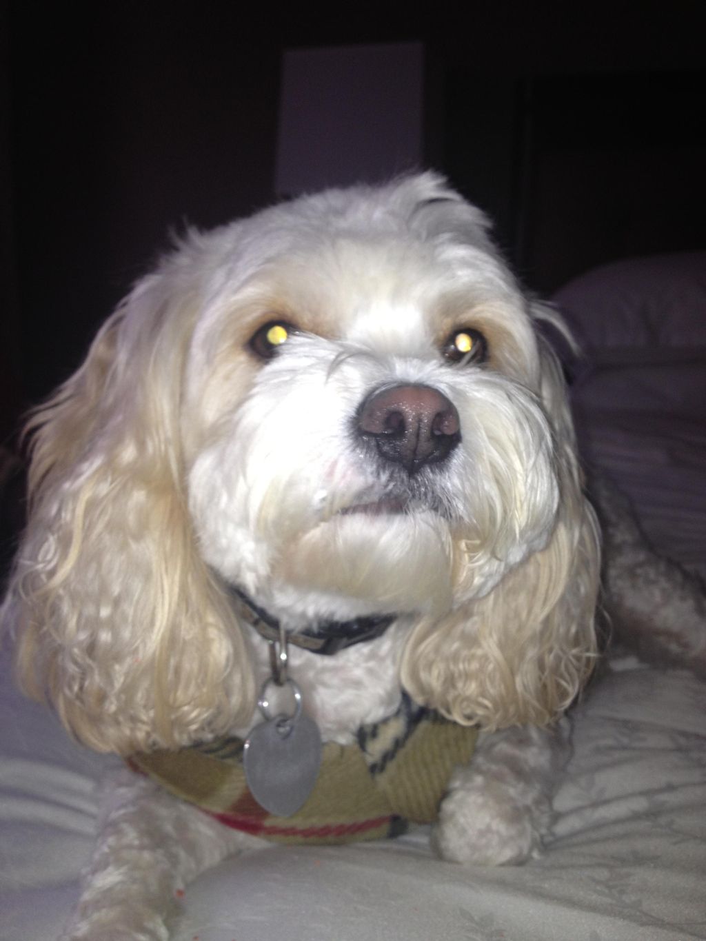 Charlie the Cavachon