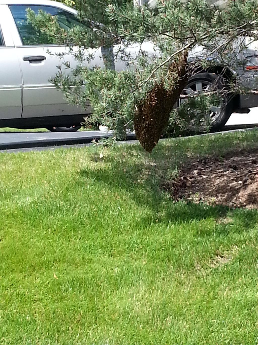 Bees looking for a new home.