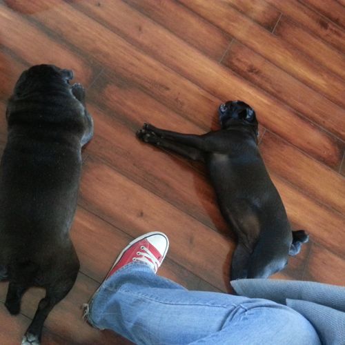 tired out pugs from a mile walk/run