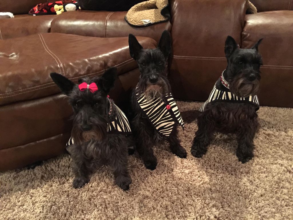 My kiddos!! Onyx, Mickey and Phoebe!  Mickey is my