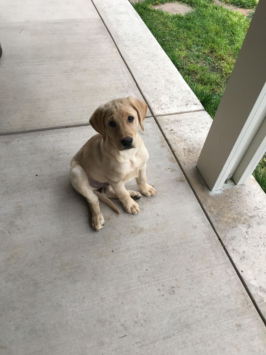 10 week old Milo