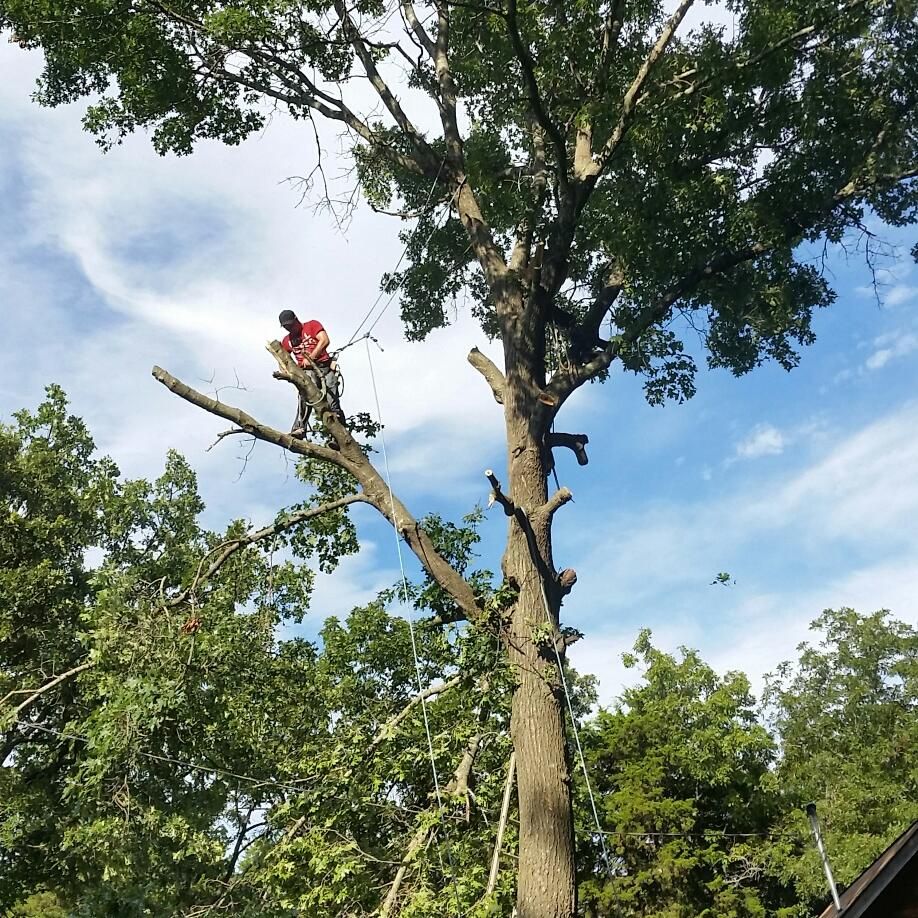 Cartwright Tree Service