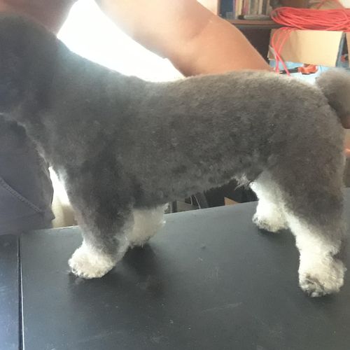 puppy cut 1 comb