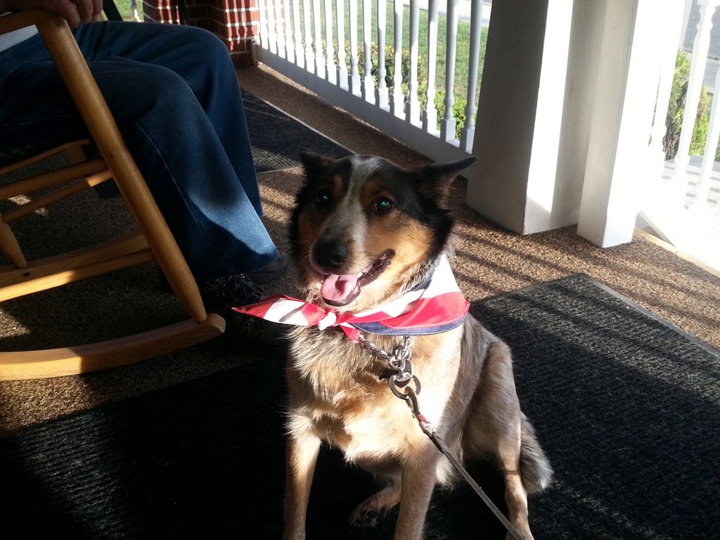 This is Buddy Part Aussie Shep Mix.. He Used to be