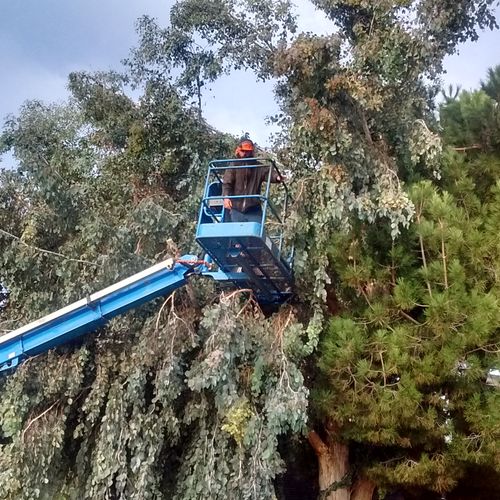 Large Tree Trimming - Not Chopping