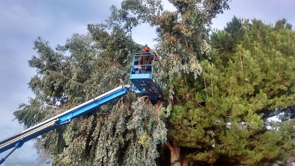 Large Tree Trimming - Not Chopping