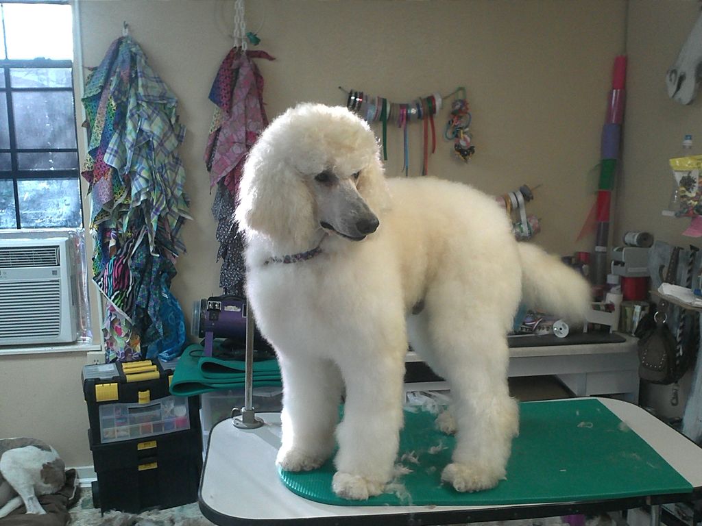 Gotta love fluffy