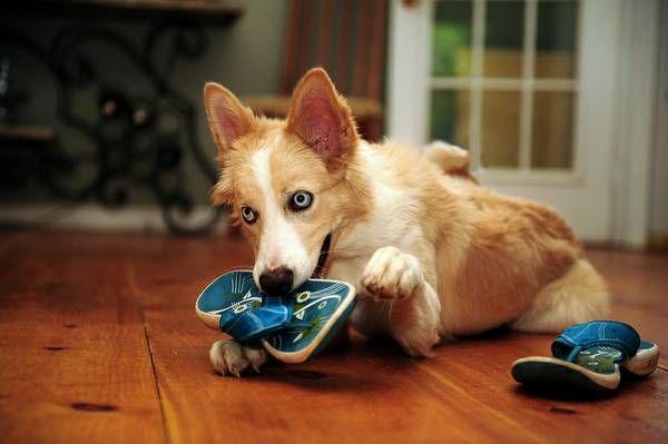 End Dog Problems With Our Outstanding Behavior Mod