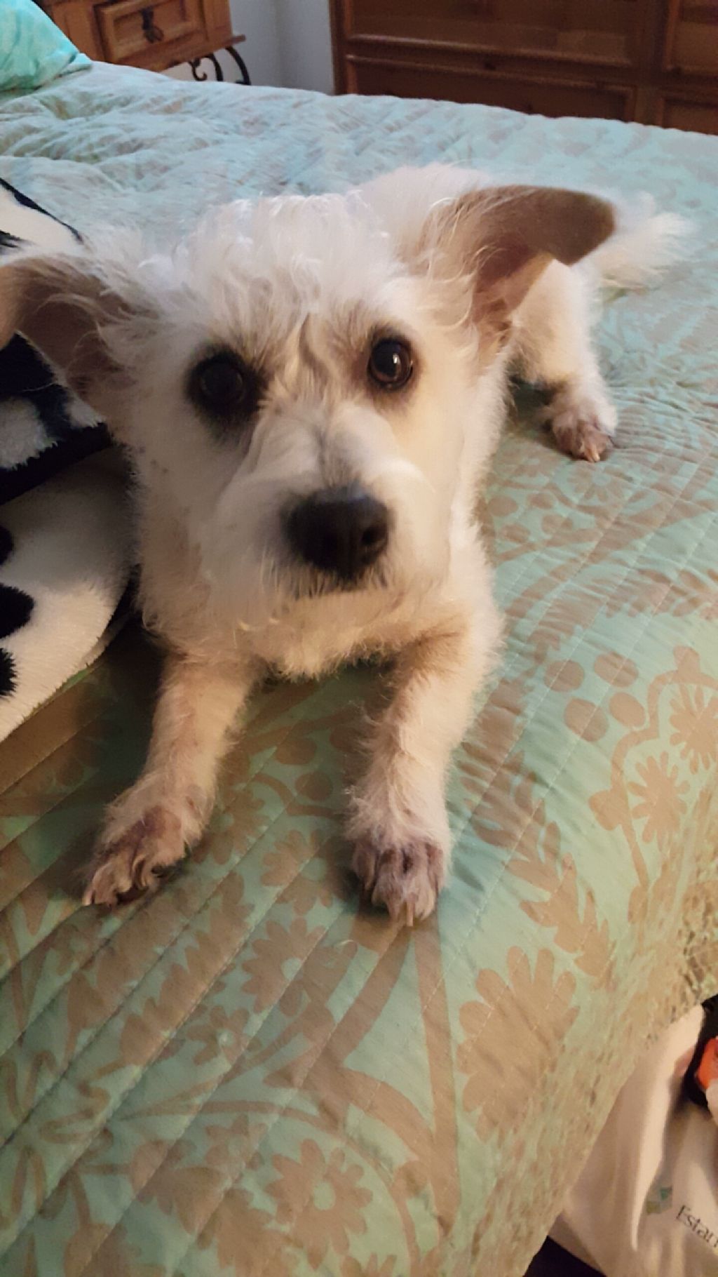 This is darcy! She is a big love bug and a Sweethe