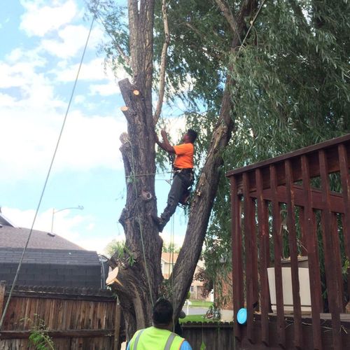 Complete removal of three Australian Willows.