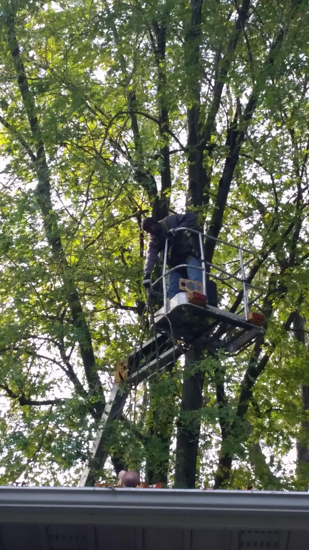 tree trimming