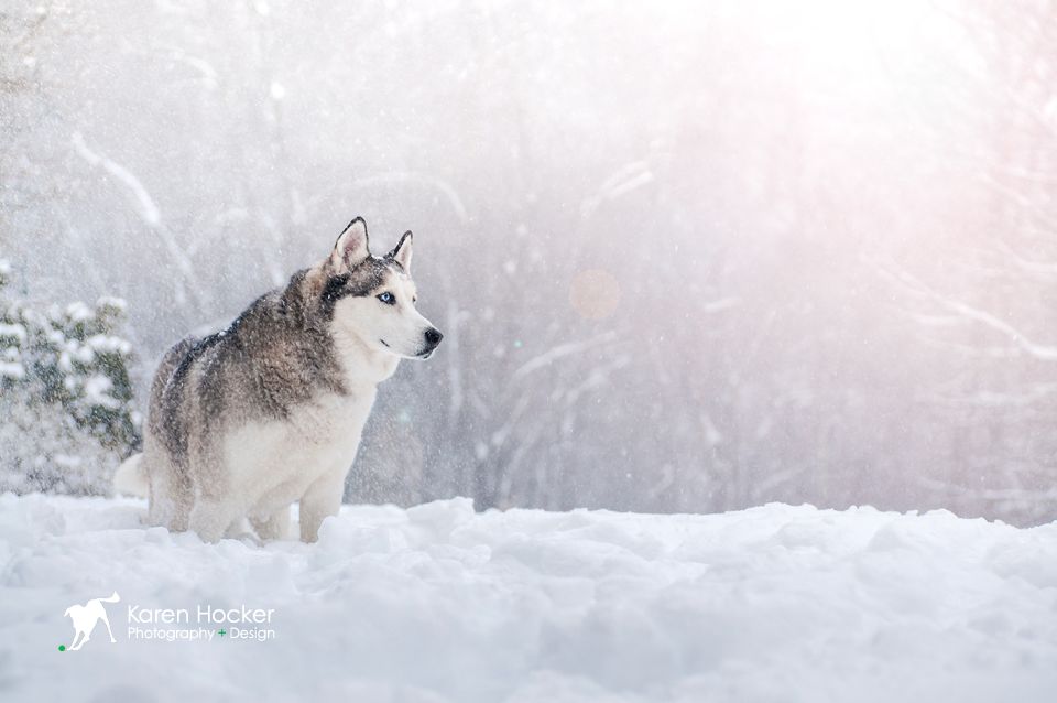 Rudy, Husky