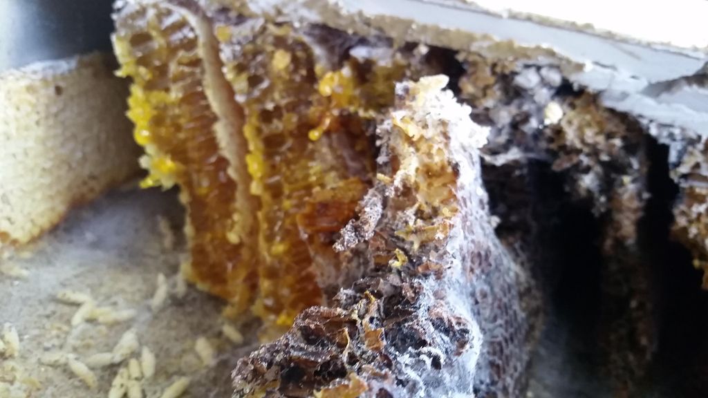 Bees in garage