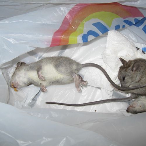 Rat infestation in Condo Apartment