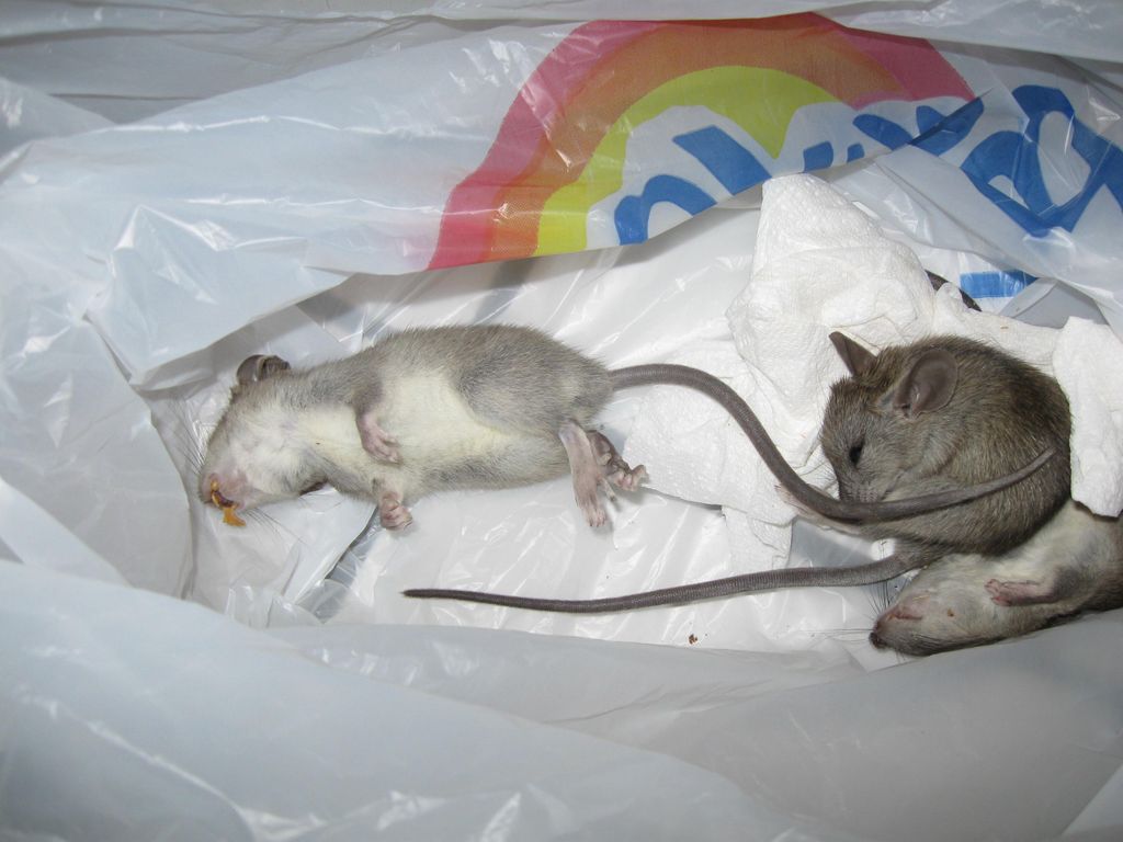 Rat infestation in Condo Apartment