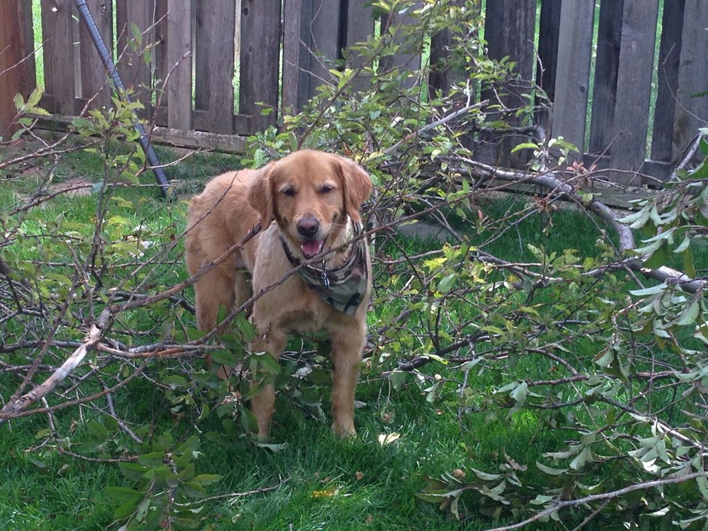 Bozley is the forman for tree limb jobs. He will g