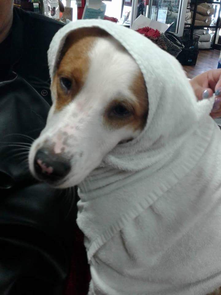 Mr. Lucky fresh out of the bath! Towel drying only