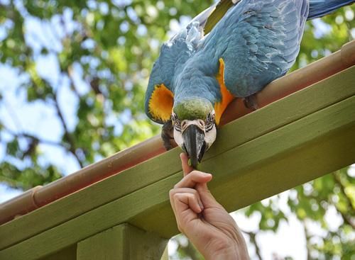Training macaws for free flight