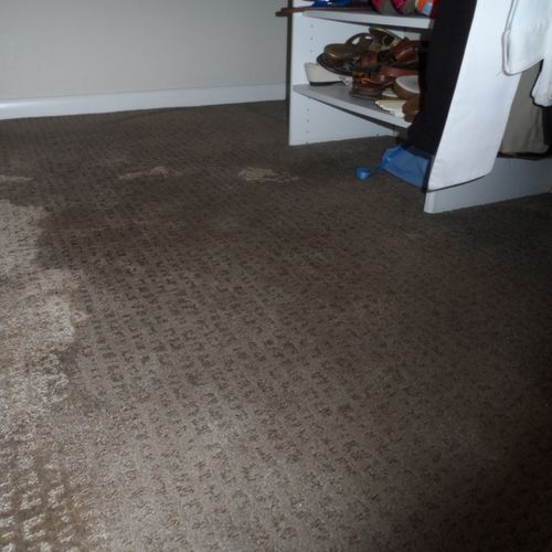 Wet Carpets? Call EMS for all your extractions.