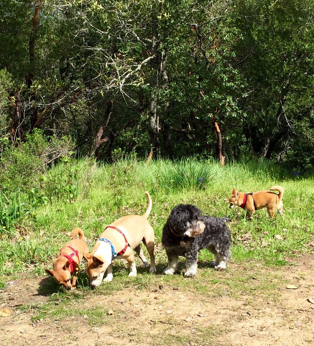 Rey, Little Man, Lola and Ginger enjoying a day in