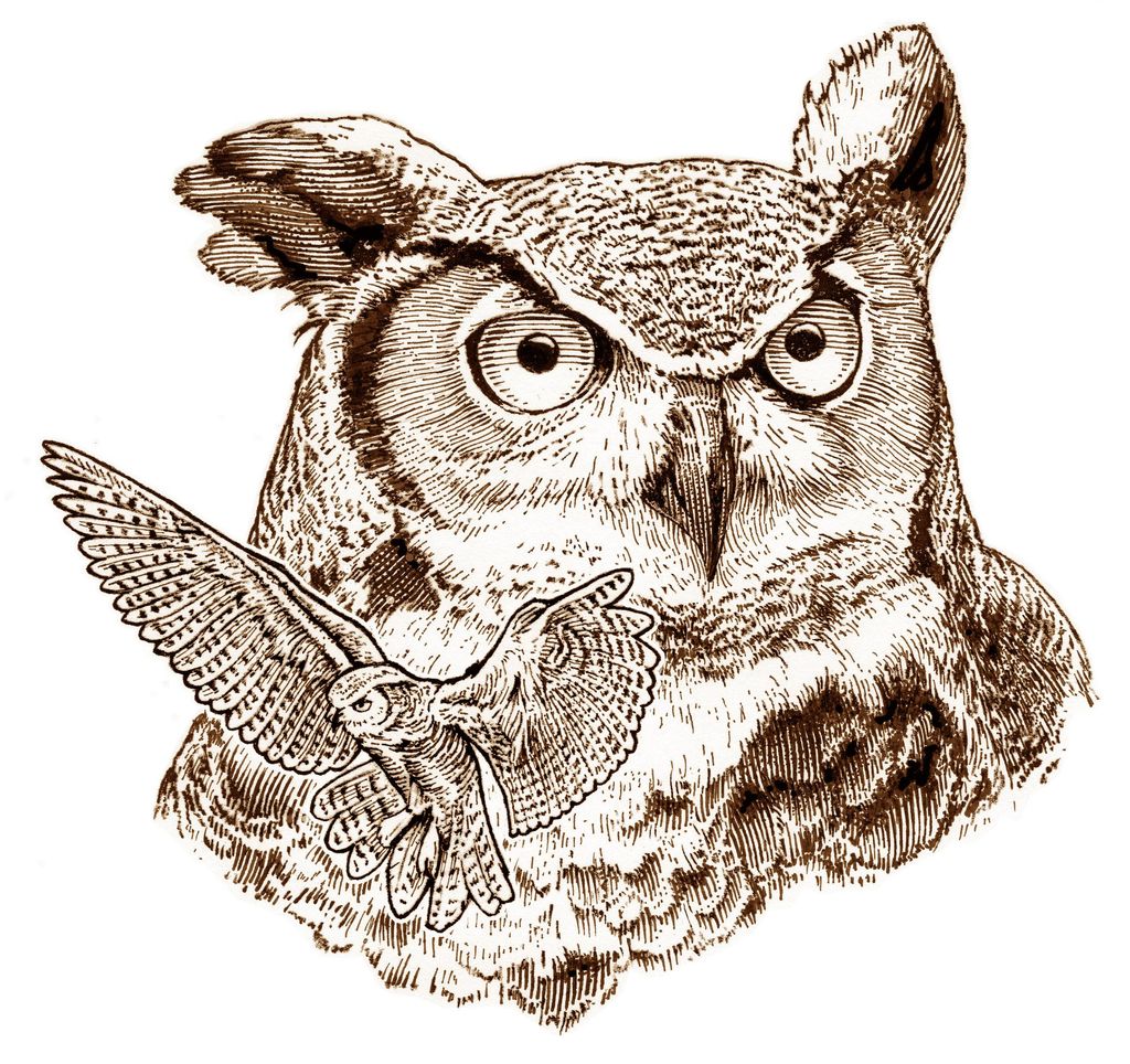 Horned Owl