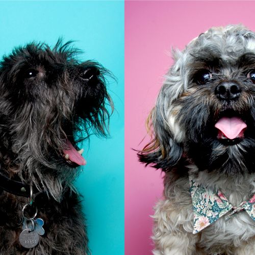 Pet photography by me. Meet Timmy on the left and 