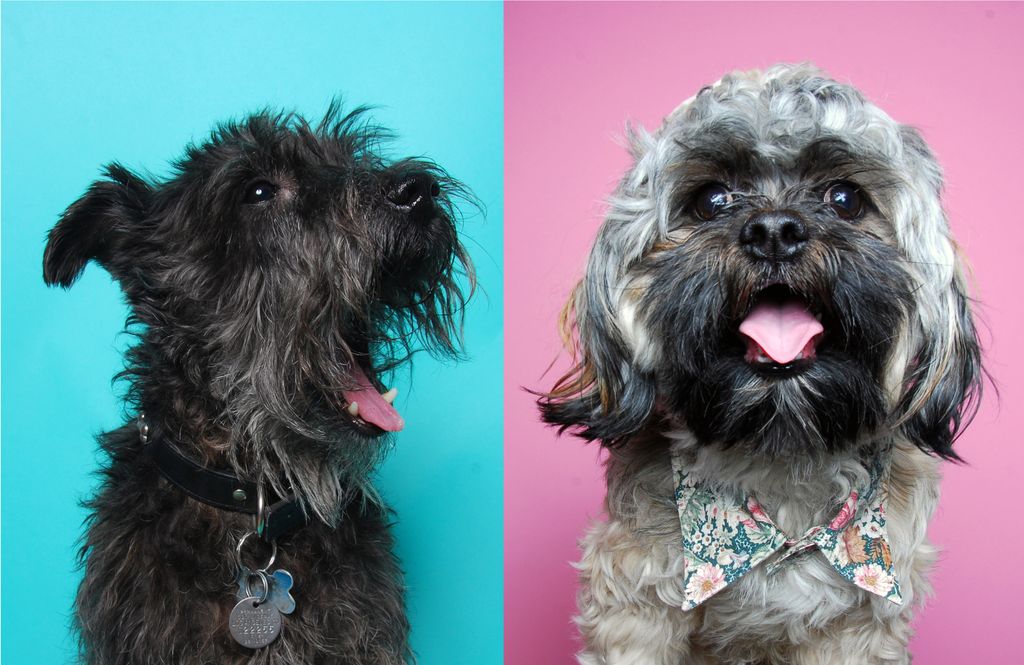 Pet photography by me. Meet Timmy on the left and 