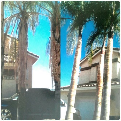 Queen Palm tree shaving
before and after
