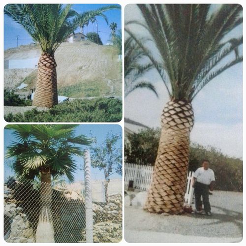 Canary Palm Tree
Mexican Fan Palm Tree