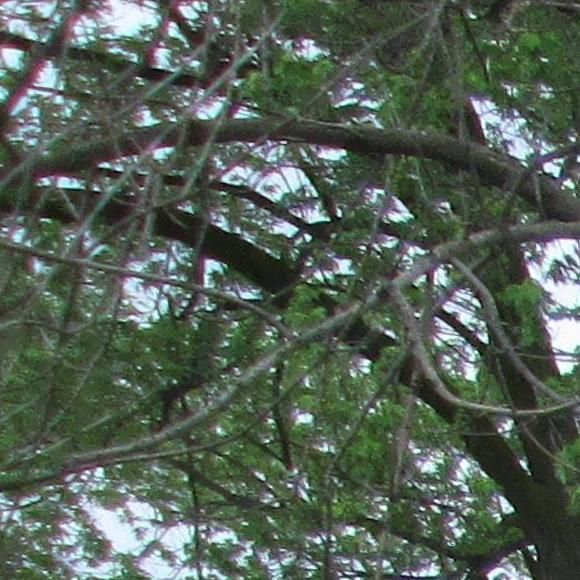 Greenway Sod & Landscaping