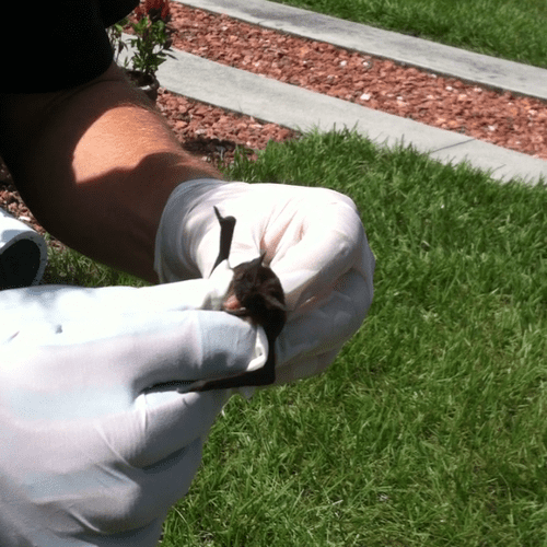 Eco Bat Removal