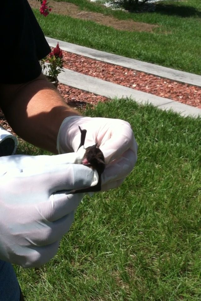 Eco Bat Removal